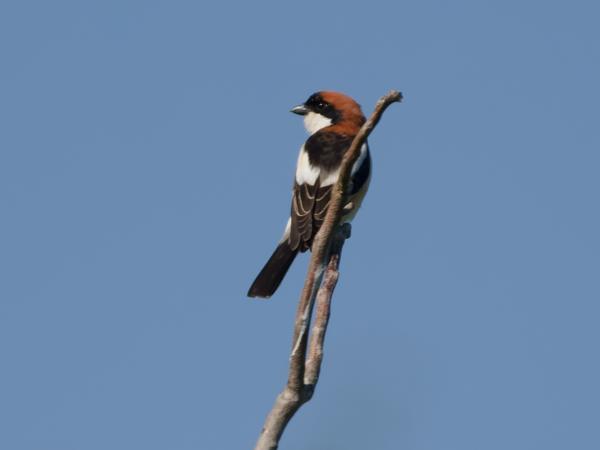 <h3>Lanius&nbsp;senator / Woodchat&nbsp;shrike / Roodkopklauwier</h3><p>De roodkopklauwier was de meest aanwezige vogel in het landschao gedurende reis.  De overal zingende nachtegaal hebben we steeds gehoord, maar nooit gezien.</p>OM-1 Mark II met OLYMPUS M.150-400mm F4.5 TC, 1/2000 sec  bij F5.6, ISO 320, afstand 38.6&nbsp;m
